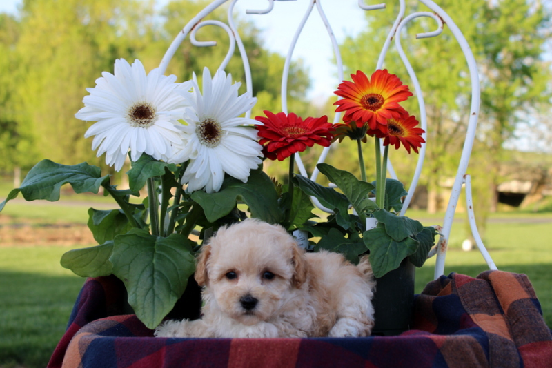 puppy, for, sale, Toy Poodle, Matthew B. Stoltzfus, dog, breeder, Gap, PA, dog-breeder, puppy-for-sale, forsale, nearby, find, puppyfind, locator, puppylocator, aca